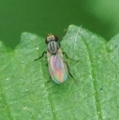 Trixoscelidinae