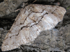 Megabiston plumosaria