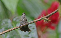 Taphrospilus hypostictus