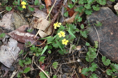 Goodenia rotundifolia