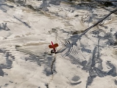 Brachythemis lacustris