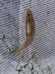 Philypnodon grandiceps