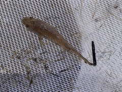 Philypnodon grandiceps