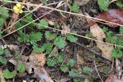 Goodenia rotundifolia
