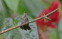 Taphrospilus hypostictus