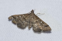 Nacoleia rhoeoalis