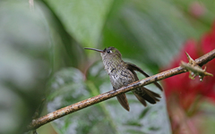 Taphrospilus hypostictus