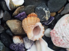 Turritriton labiosus