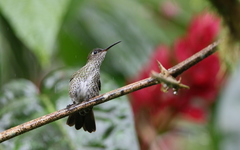 Taphrospilus hypostictus