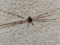 Dicranopalpus ramosus