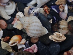 Coralliophila squamosissima