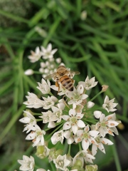 Apis mellifera