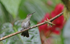 Taphrospilus hypostictus