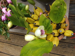 Bifrenaria harrisoniae