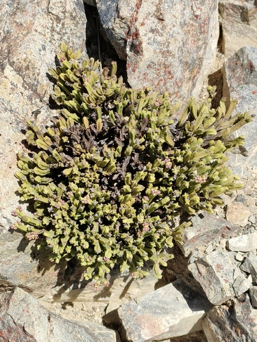 Veronica tetrasticha, photograph 1