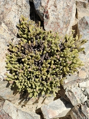 Veronica tetrasticha, photograph Tom Ferguson, CC0, iNaturalist via GBIF