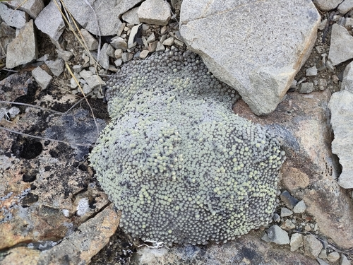 Image of Raoulia mammillaris by no rights reserved