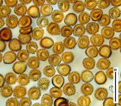 Puccinia hydrocotyles