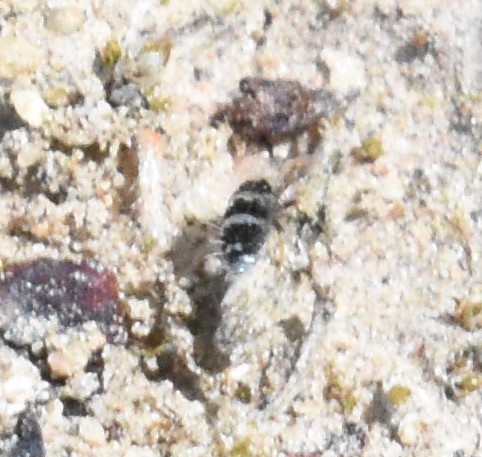 Seira ferrarii