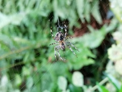 Araneus diadematus