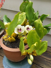 Bifrenaria harrisoniae