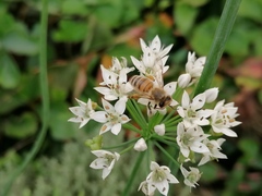 Apis mellifera