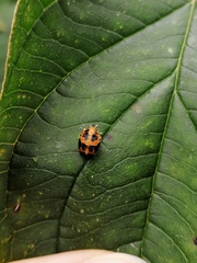 Harmonia axyridis