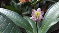 Miconia notabilis