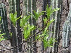 Pseudosmodingium andrieuxii