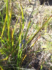 Comesperma calymega