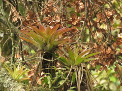 Tillandsia biflora
