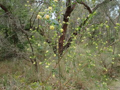 Pimelea flava