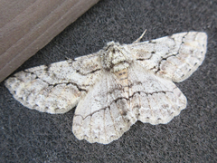 Megabiston plumosaria