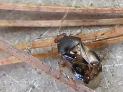 Deraeocoris ulmi