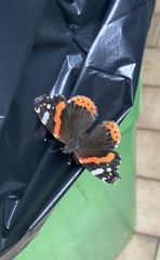 Vanessa atalanta