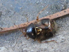 Deraeocoris ulmi