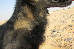 Hippobosca longipennis