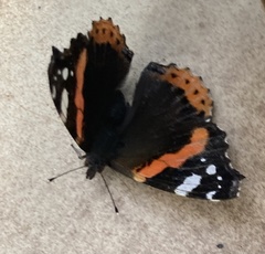 Vanessa atalanta