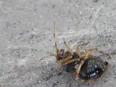 Deraeocoris ulmi