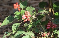 Salvia splendens