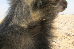 Hippobosca longipennis