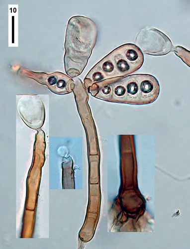 Sporidesmiella