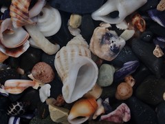 Coralliophila squamosissima