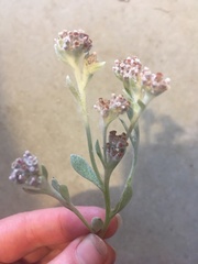 Vellereophyton