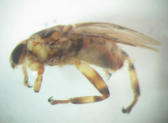 Hippobosca longipennis