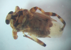 Hippobosca longipennis