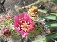 Opuntia pilifera