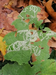 Phytomyza lappae