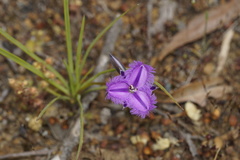Thysanotus triandrus
