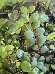 Metrosideros carminea